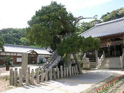 河上神社のイブキの画像