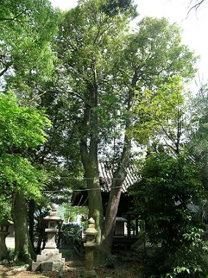都志八幡神社のナギの大木の画像