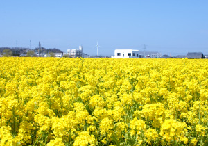 菜の花２