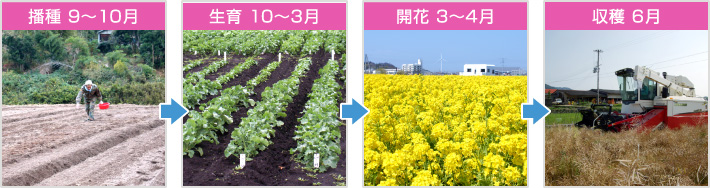 菜の花 ひまわりの栽培と収穫 洲本市ホームページ