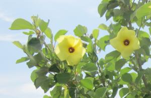 Hibiscus hamabo 02