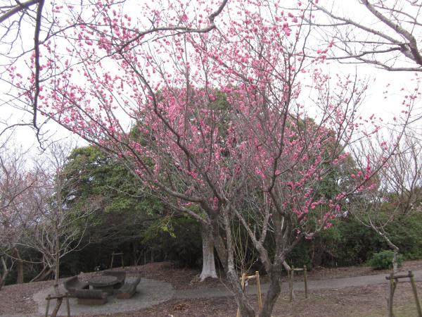 ume01