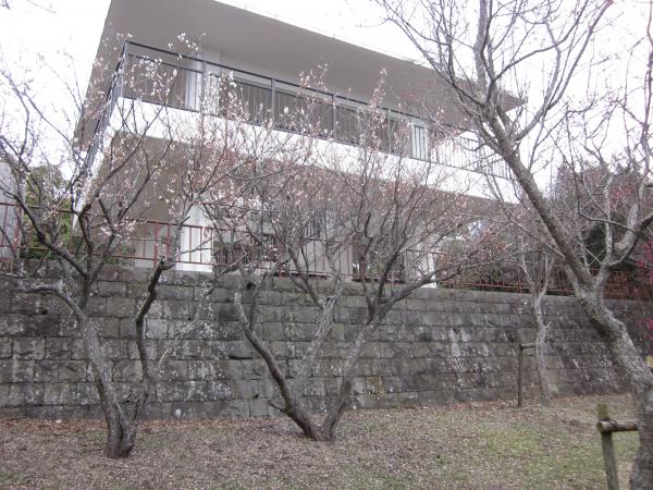 ume03