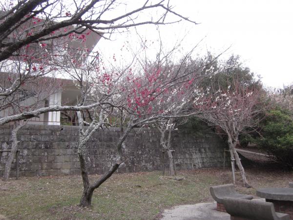 ume04