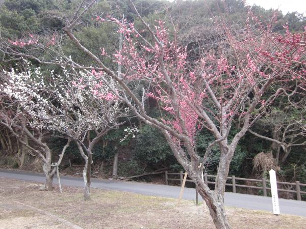 ume05