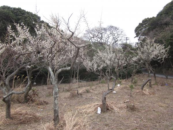 ume06