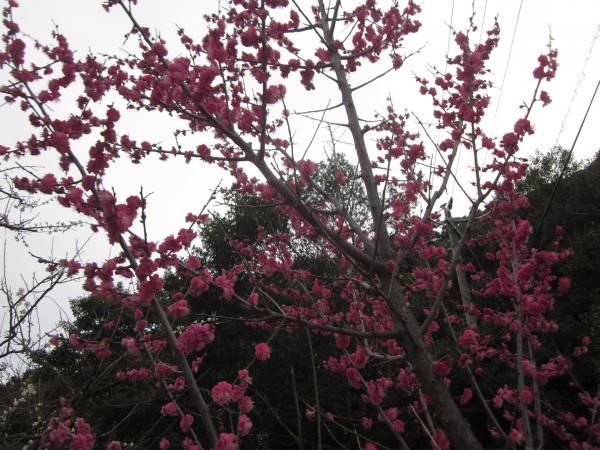 ume07