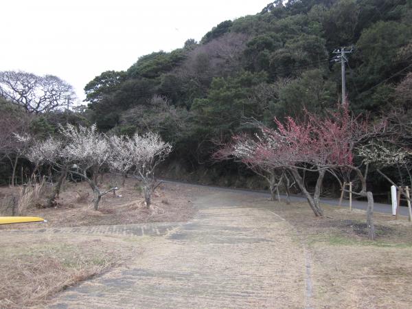 ume08