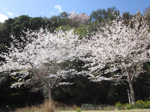 sakura01
