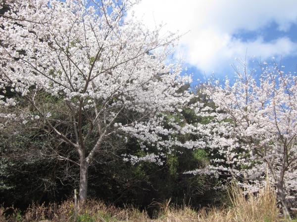 sakura02