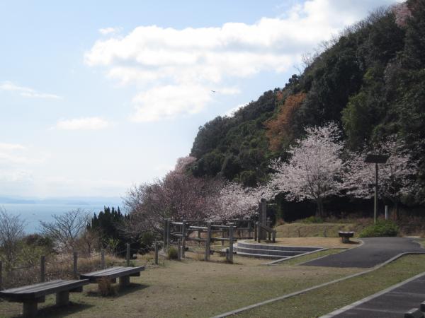 sakura03