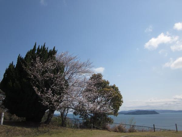 sakura04