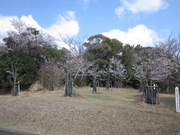 sakura05