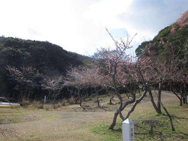 sakura07