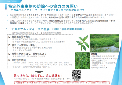 ナガエツルノゲイトウ