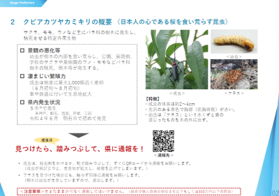 クビアカツヤカミキリ