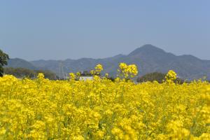 菜の花