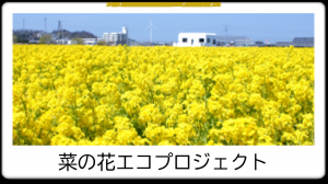 菜の花エコプロジェクト